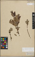 Foto von Salix lapponum L. x Salix silesiaca Willd.